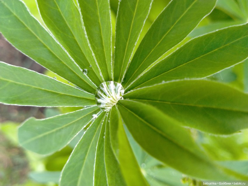 После дождика в четверг — Красивая природа и цветы: фото пейзажей