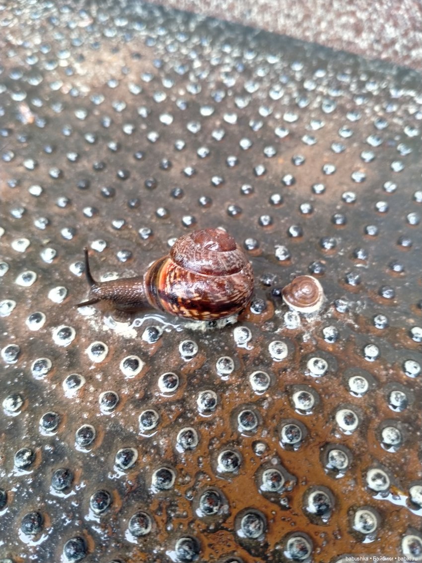 После дождика в четверг — Красивая природа и цветы: фото пейзажей