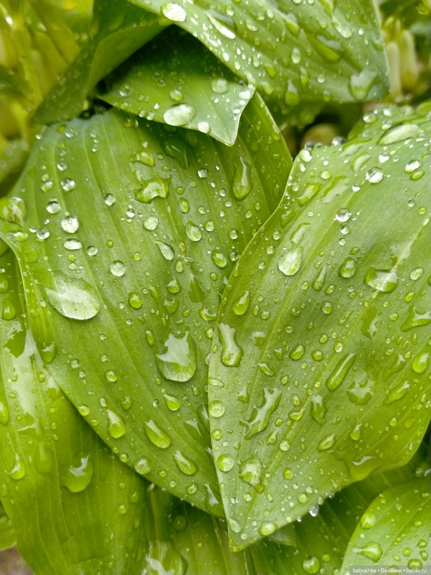 После дождика в четверг — Красивая природа и цветы: фото пейзажей (фото 4)