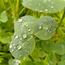 После дождика в четверг