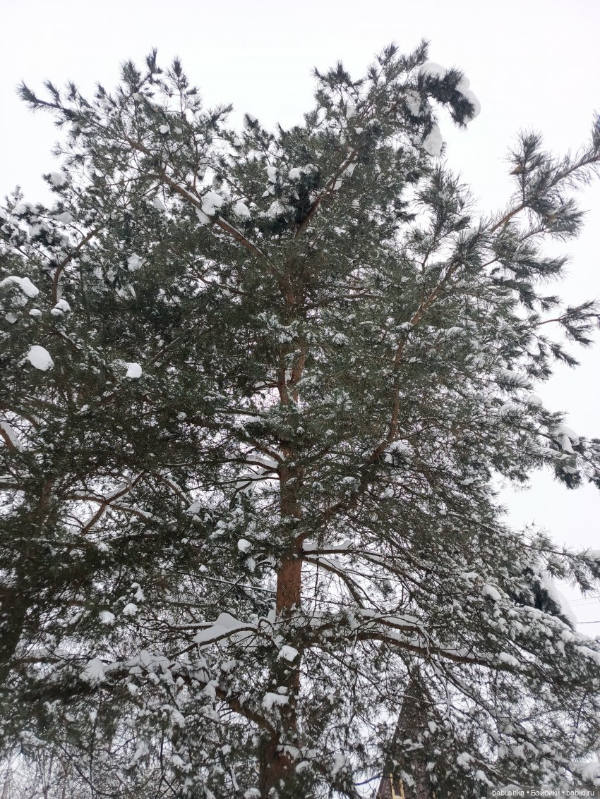 Лыжная прогулка Вихтелёнка