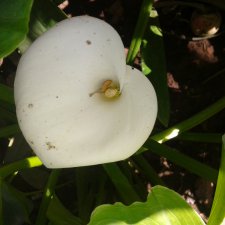 Белые платья, белые цветы, белый медведь