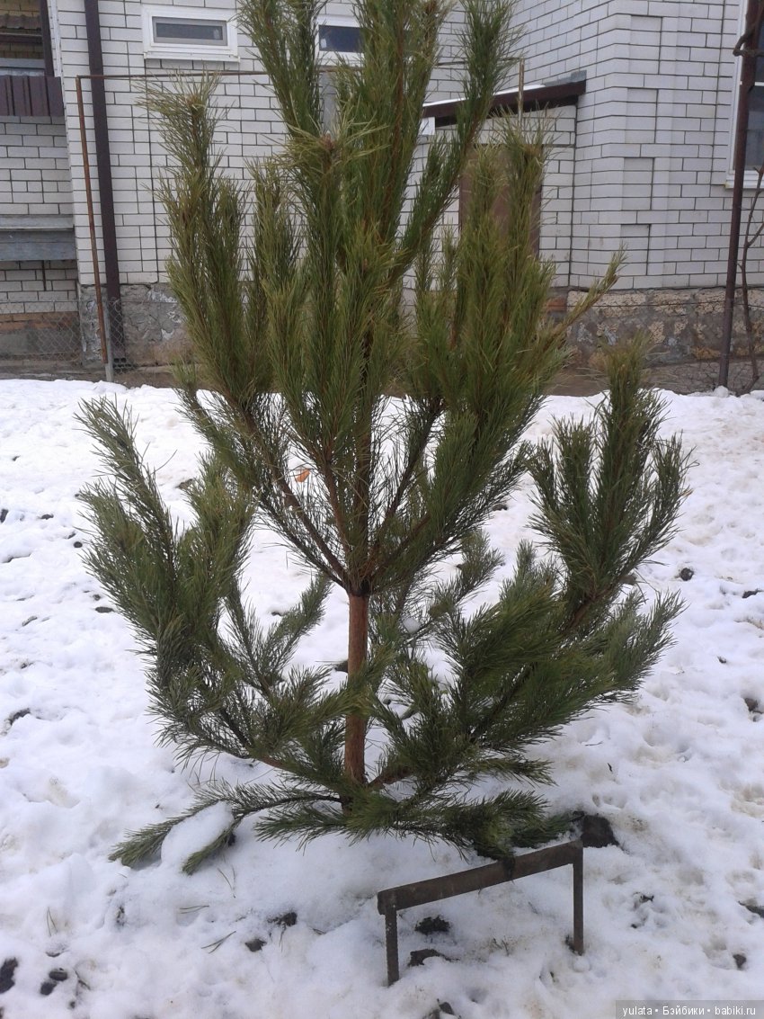 Готовь сани летом — Домашние коллекции кукол: фото собраний