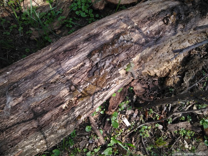 Весенняя вылазка в лес — Куклы Dolly Hugs Crew (DHC): BJD (БЖД) (фото 2)