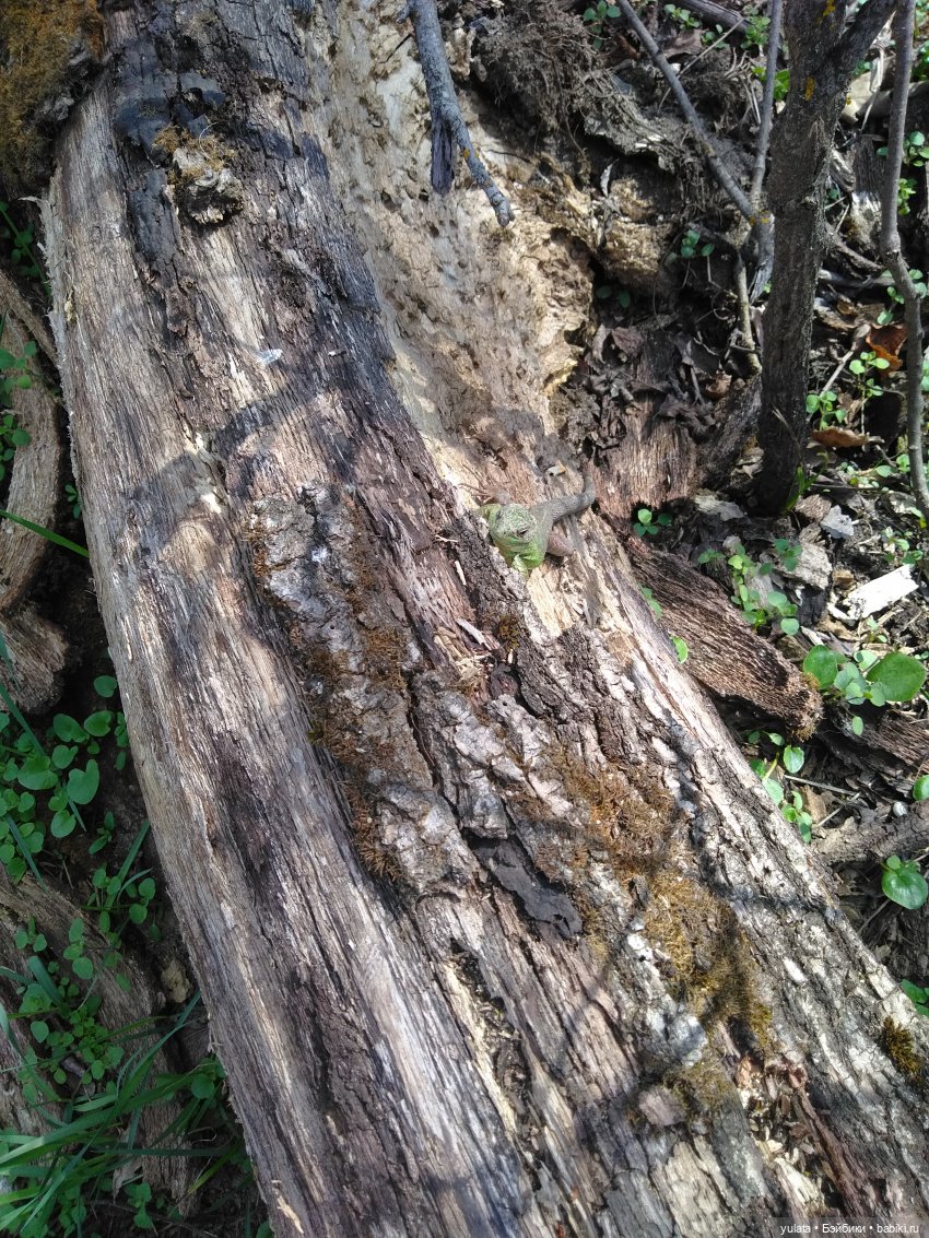 Весенняя вылазка в лес — Куклы Dolly Hugs Crew (DHC): BJD (БЖД) (фото 3)