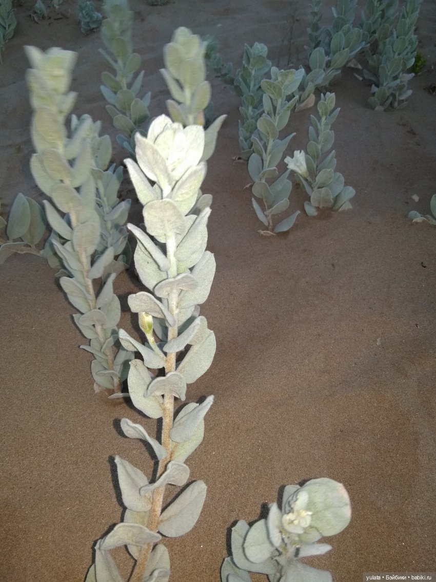 О, море, море! Часть2 — Домашние фото авторских игрушек: Тедди (фото 5)