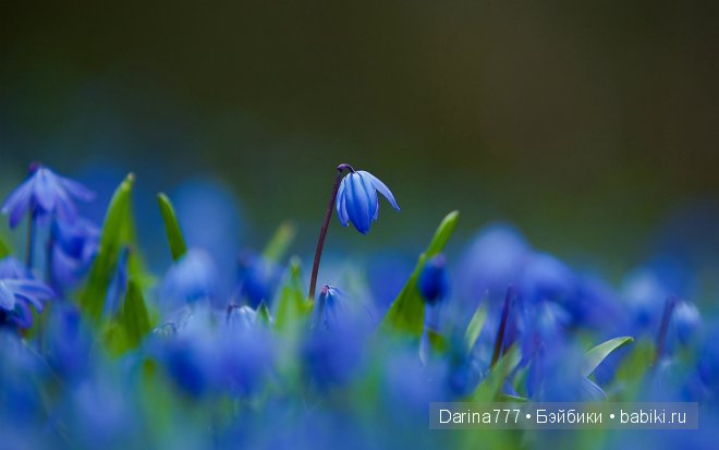 Мечтательная Кэролайн от Pamela Phillips
