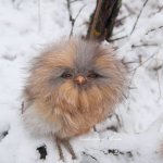 Маленькие совята от Ямковской Марины