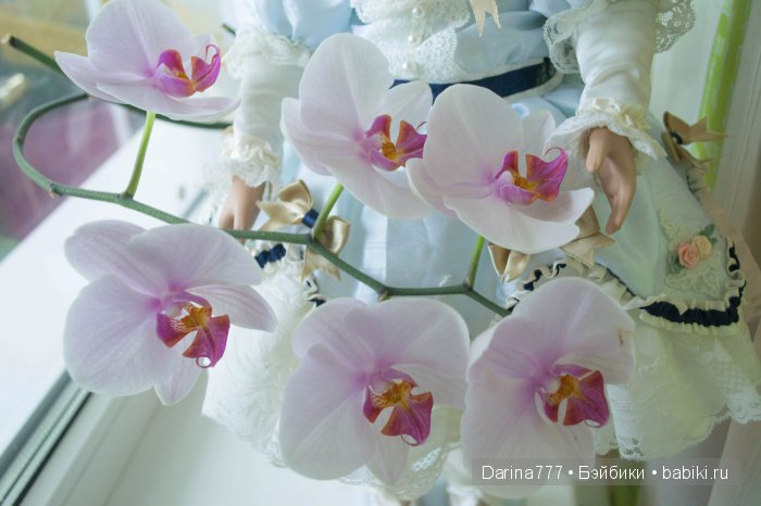 Красавица Саманта поселилась у меня