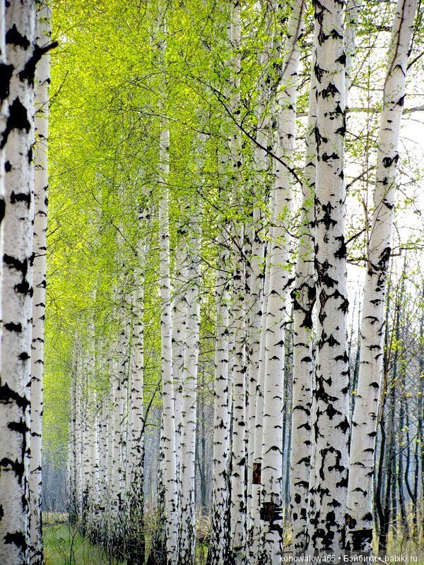 Я в весеннем лесу - наслаждалась природой