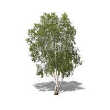 Я в весеннем лесу - наслаждалась природой (фото 4)