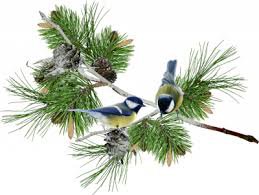 Я в весеннем лесу - наслаждалась природой