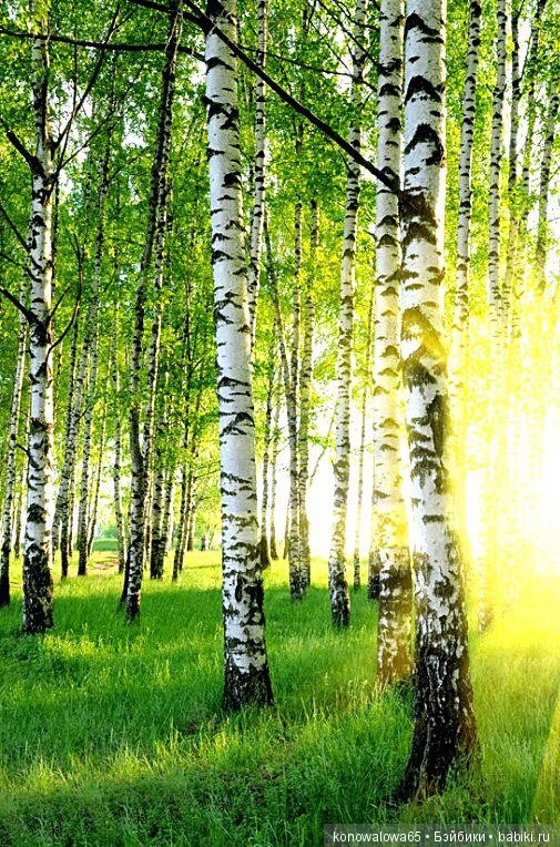 Я в весеннем лесу - наслаждалась природой (фото 9)