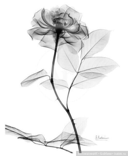 Низкий поклон Ирене Сендлер и Всем, кто боролся за наше будущее (фото 10)