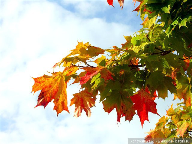 Что ж ты осень, душу растревожила