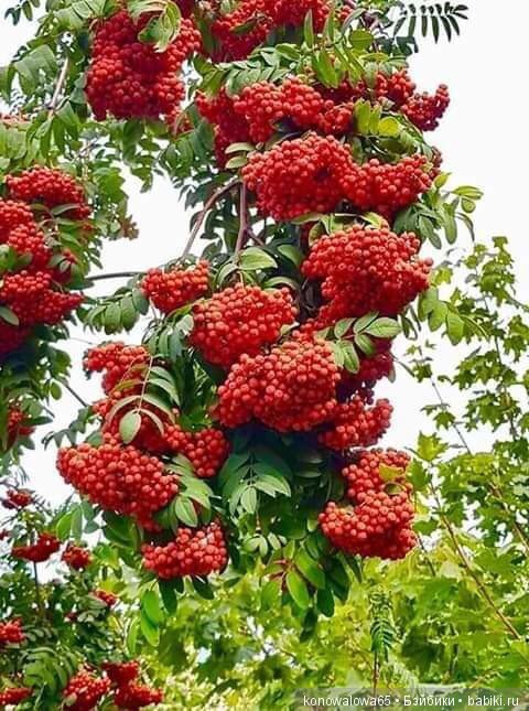 Что ж ты осень, душу растревожила