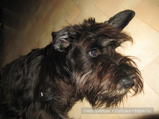 Приключения... лысика? Нет, Златовласки Adora (фото 3)