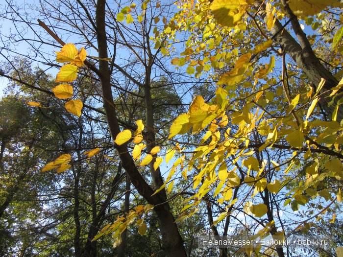 Золото осени — Фэшн