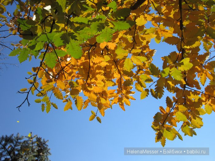 Золото осени — Фэшн