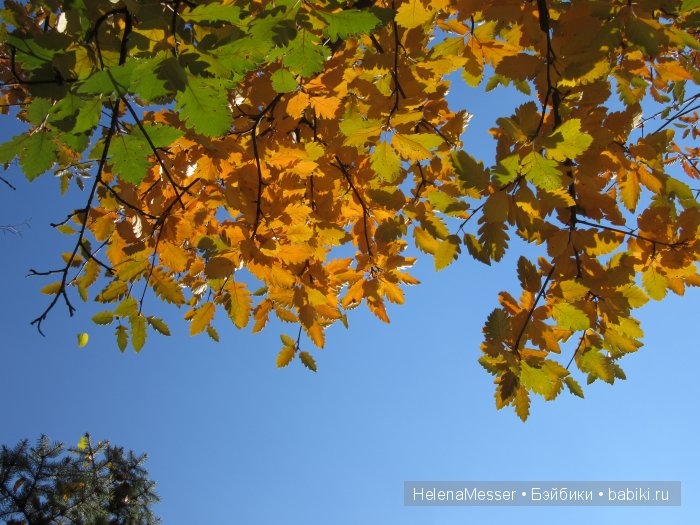 Золото осени — Фэшн