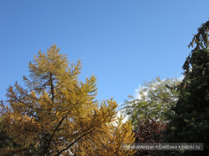 Золото осени — Фэшн (фото 2)