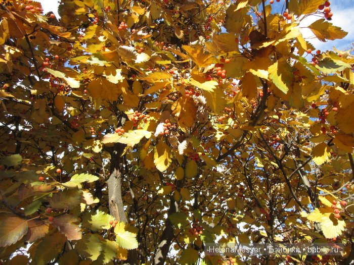 Золото осени — Фэшн (фото 10)