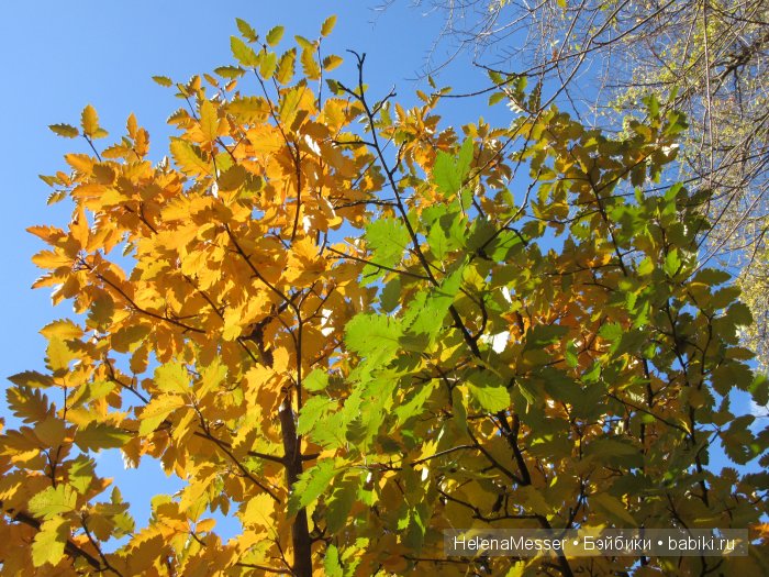 Золото осени — Фэшн