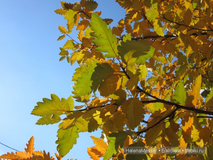 Золото осени — Фэшн