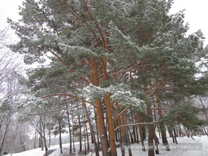 "Хроники Нарнии"? Нет, Кисловодск
