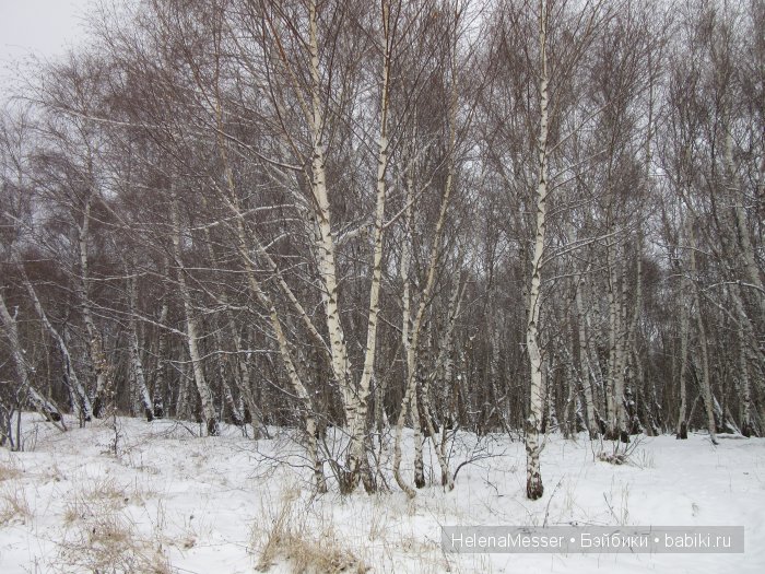 "Хроники Нарнии"? Нет, Кисловодск