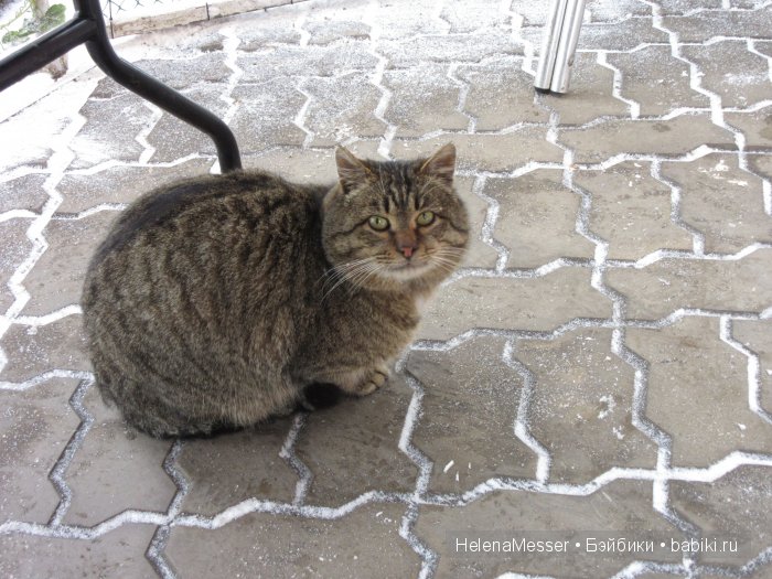 "Хроники Нарнии"? Нет, Кисловодск