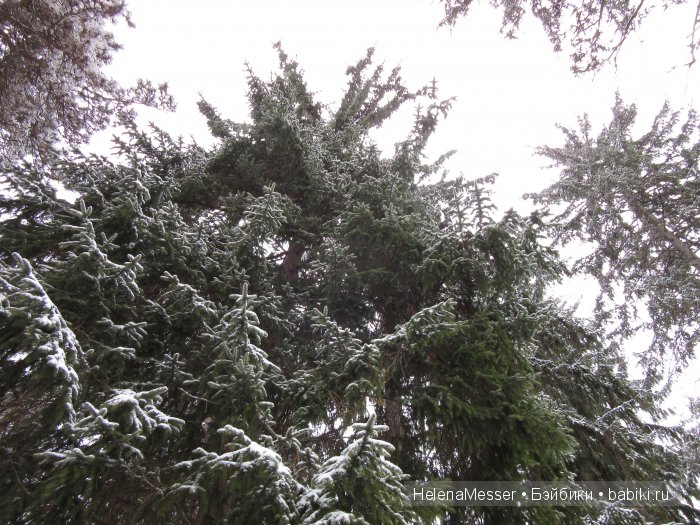 "Хроники Нарнии"? Нет, Кисловодск (фото 3)