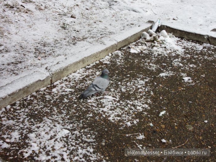 "Хроники Нарнии"? Нет, Кисловодск (фото 6)