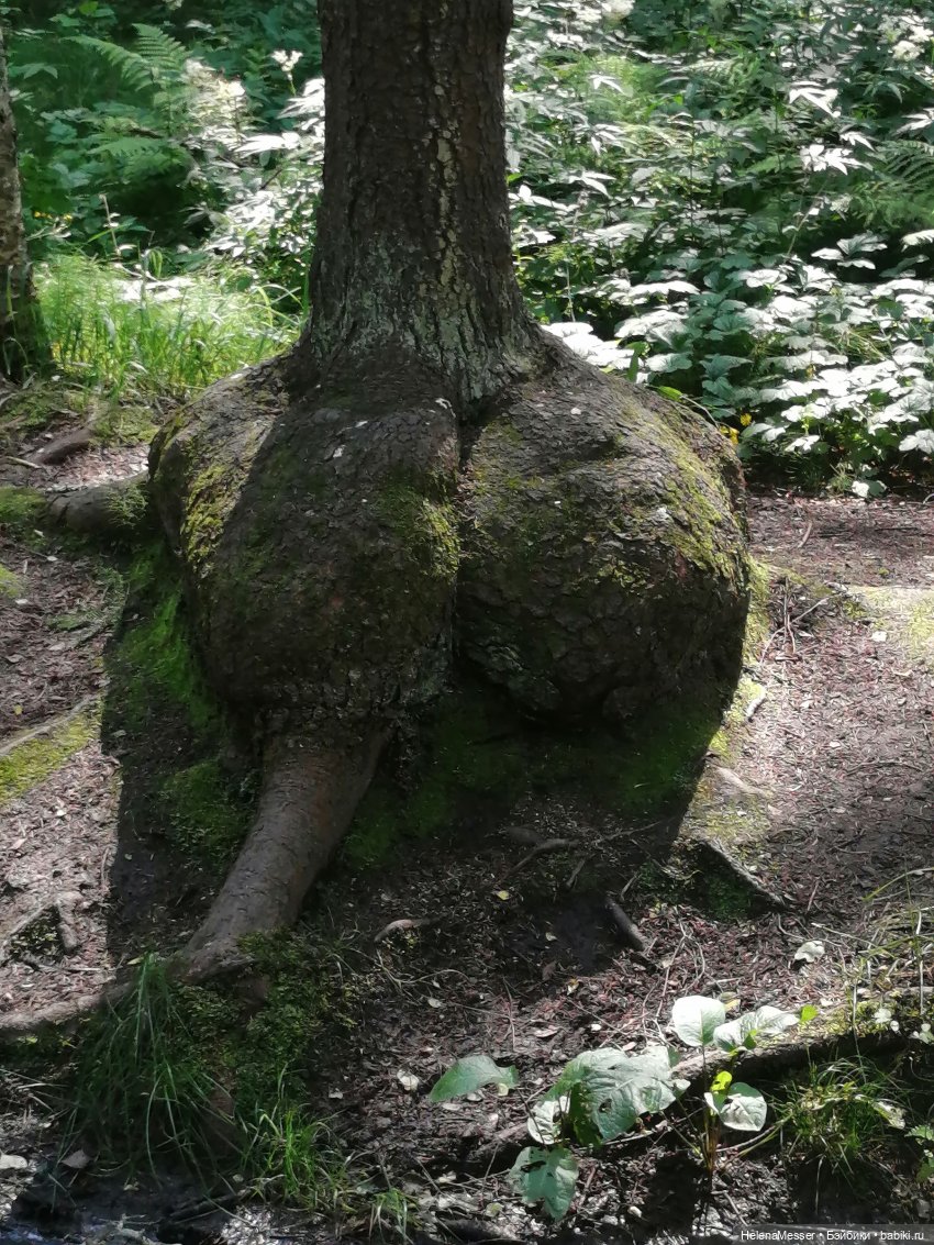 Котятки Моррисы на прогулке в Павловске | Бэйбики Котятки Моррисы на прогулке в Павловске