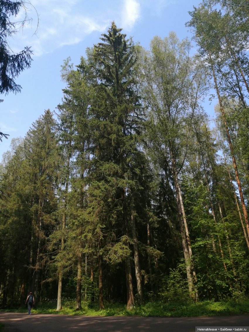 Котятки Моррисы на прогулке в Павловске | Бэйбики Котятки Моррисы на прогулке в Павловске (фото 2)