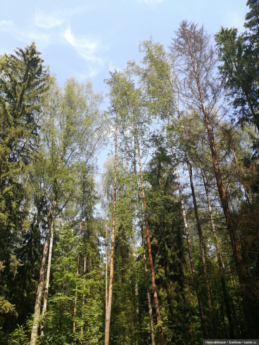 Котятки Моррисы на прогулке в Павловске | Бэйбики Котятки Моррисы на прогулке в Павловске (фото 4)