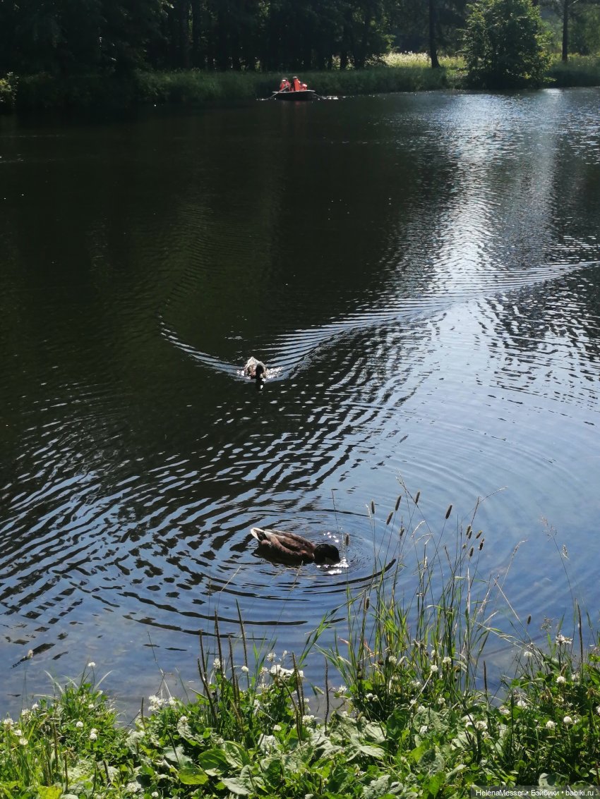 Котятки Моррисы на прогулке в Павловске | Бэйбики Котятки Моррисы на прогулке в Павловске