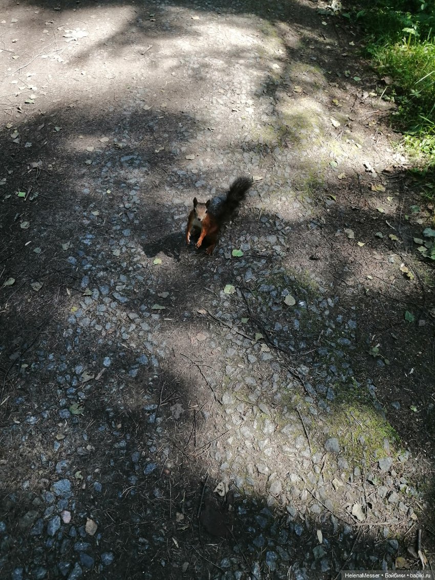 Котятки Моррисы на прогулке в Павловске | Бэйбики Котятки Моррисы на прогулке в Павловске (фото 10)