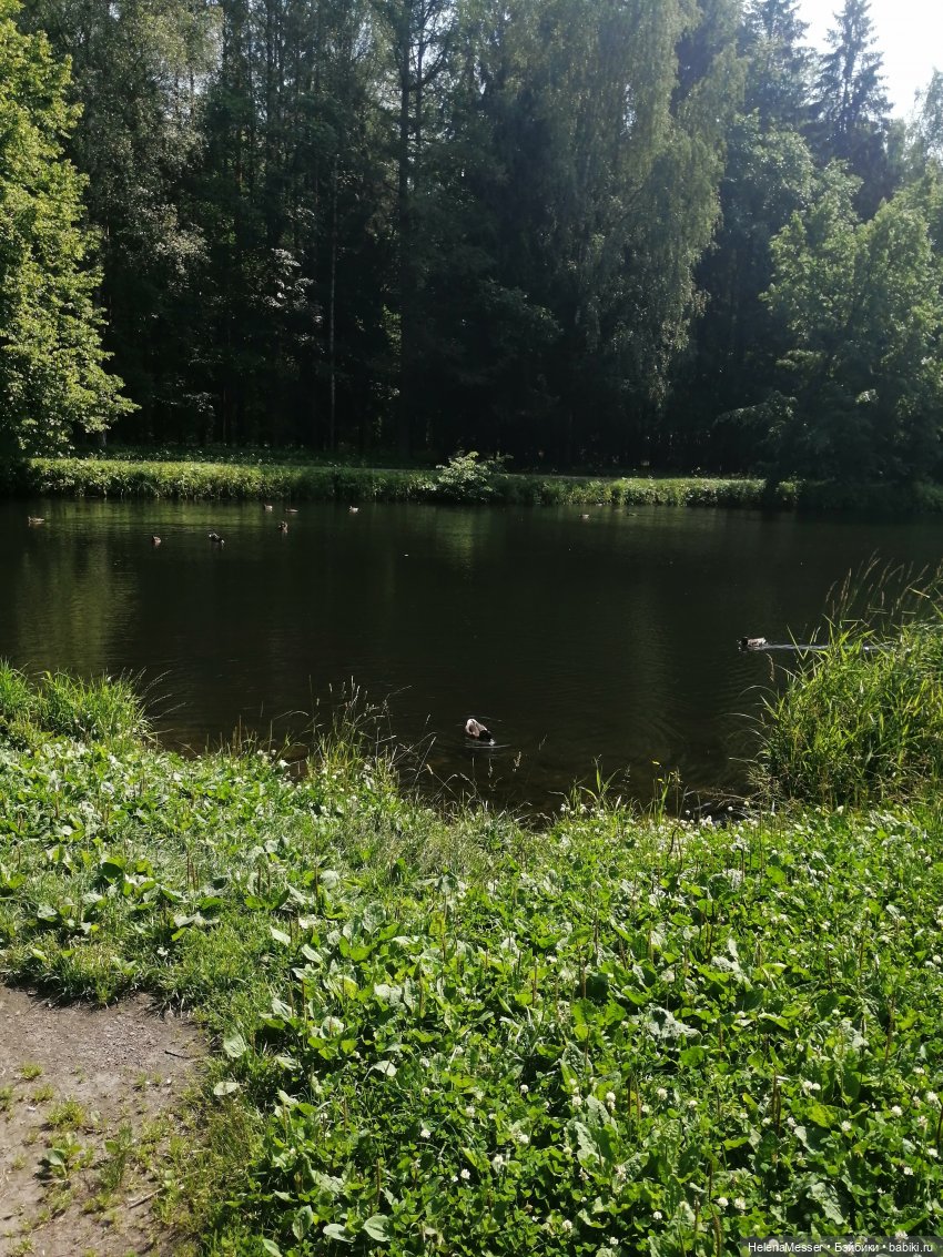 Котятки Моррисы на прогулке в Павловске | Бэйбики Котятки Моррисы на прогулке в Павловске