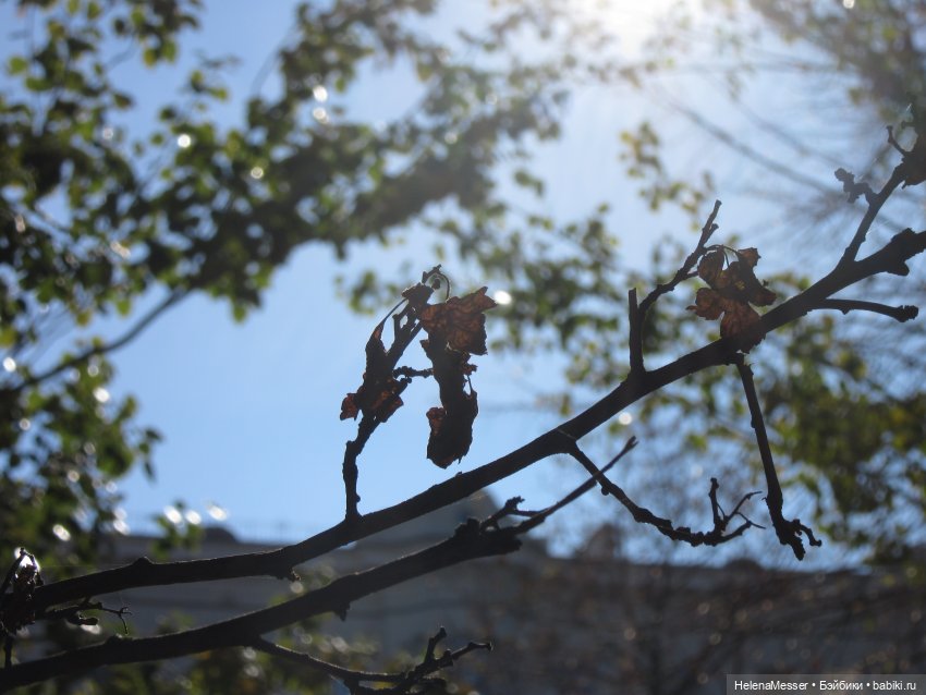 Как поймать Морриса: советы Хелены (фото 4)