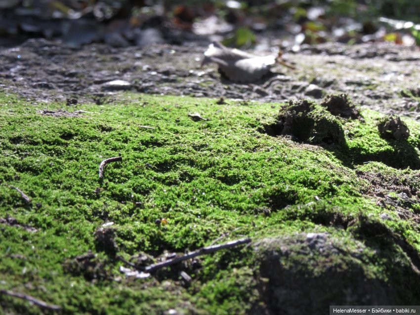 Как поймать Морриса: советы Хелены (фото 9)