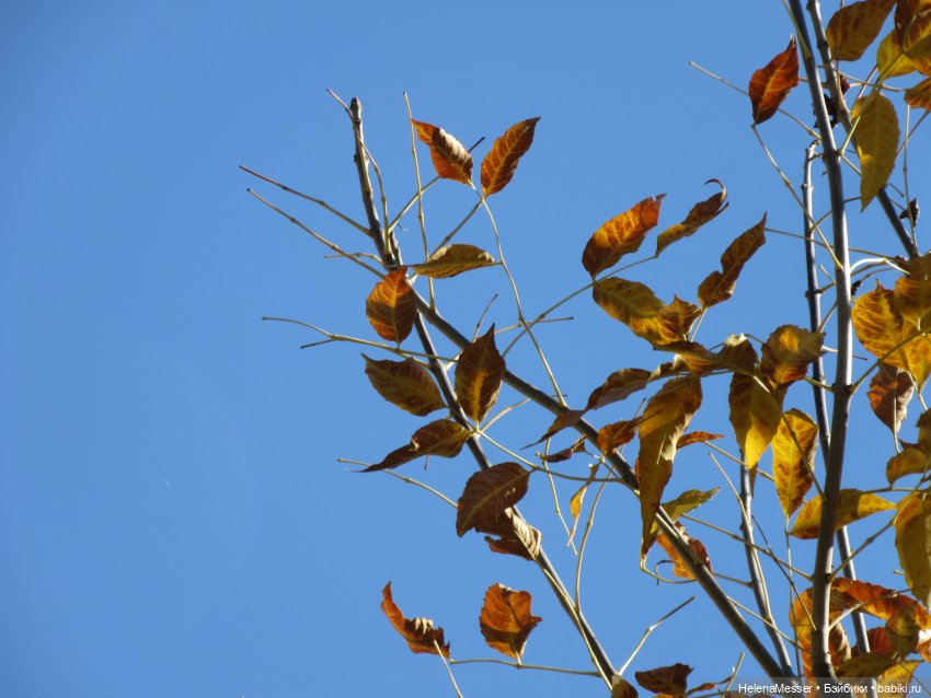 Как поймать Морриса: советы Хелены (фото 6)