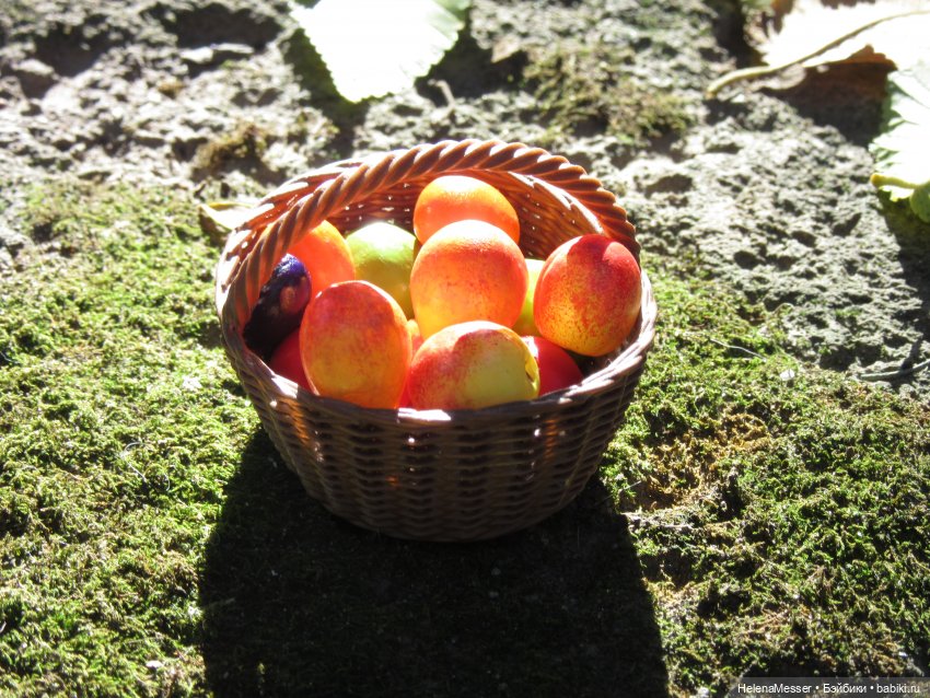 Как поймать Морриса: советы Хелены (фото 10)