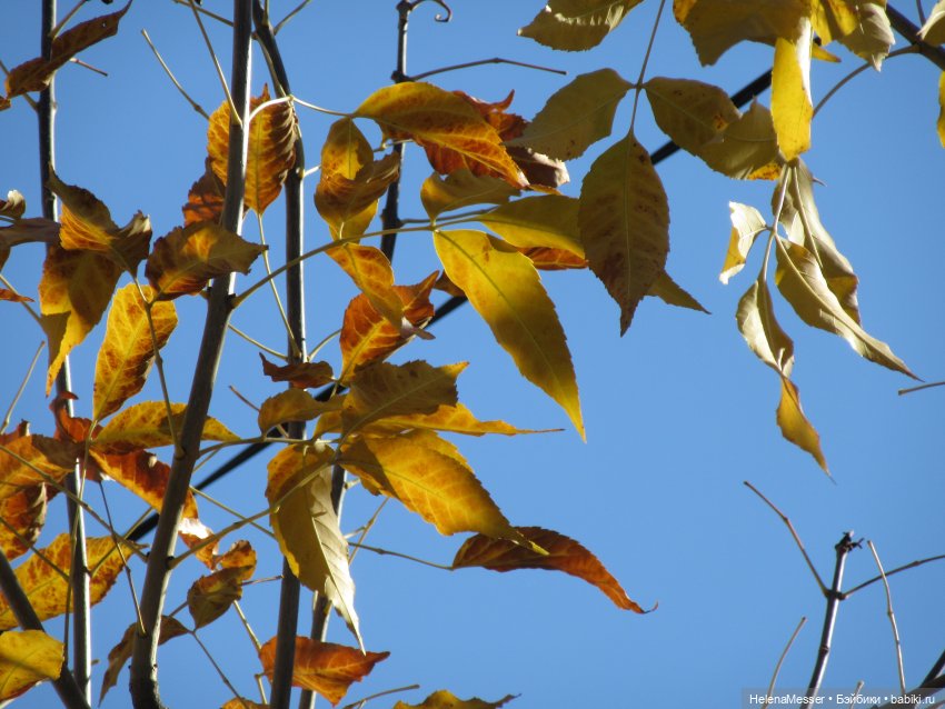 Как поймать Морриса: советы Хелены (фото 2)