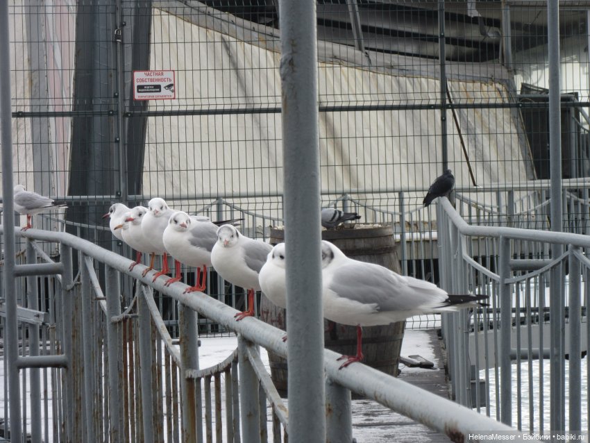 Крымские каникулы, часть 6. Прощание с Ялтой (фото 7)