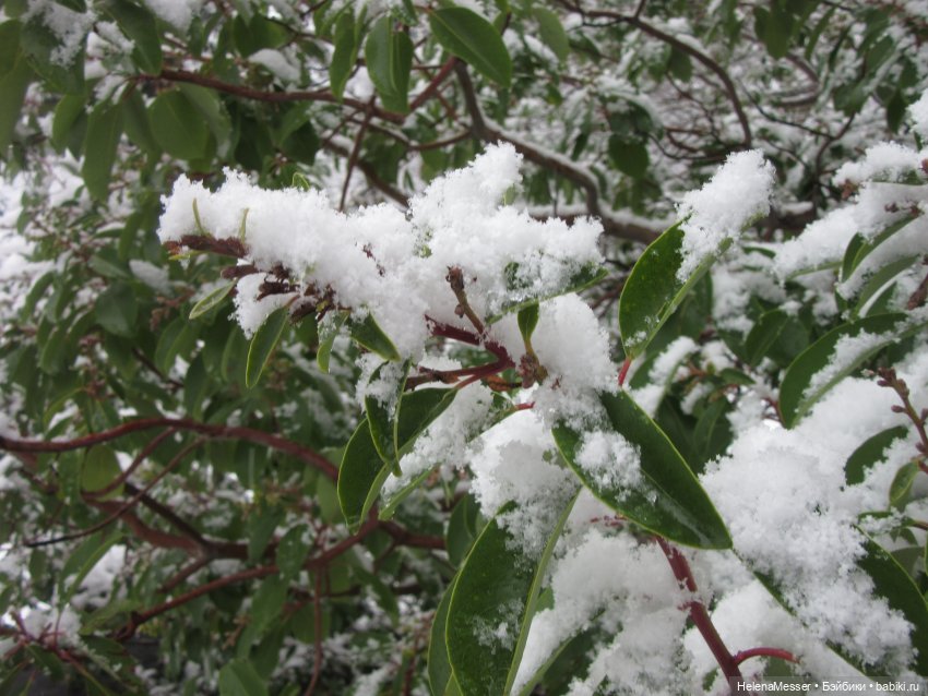 Крымские каникулы, часть 5. Снег в Воронцовском парке (фото 4)