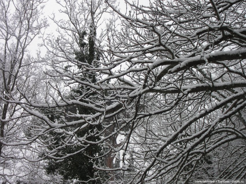 Крымские каникулы, часть 5. Снег в Воронцовском парке (фото 3)