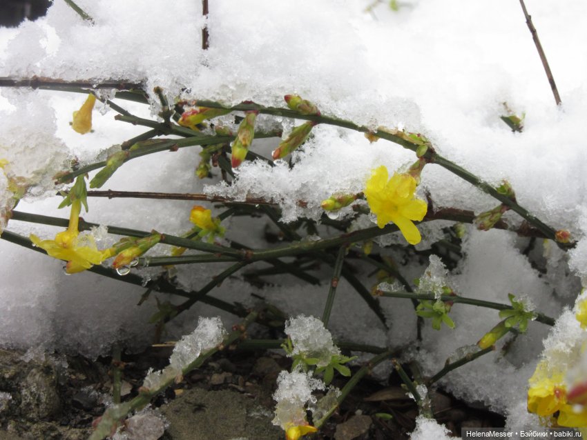 Крымские каникулы, часть 5. Снег в Воронцовском парке