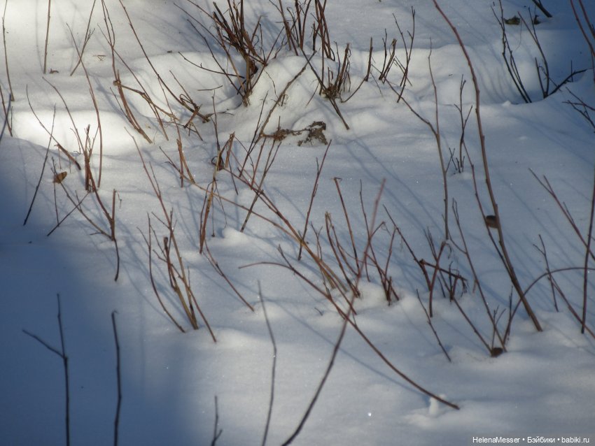 Если очень хочется подснежников, или Как Моррисы подружились с людьми (фото 2)