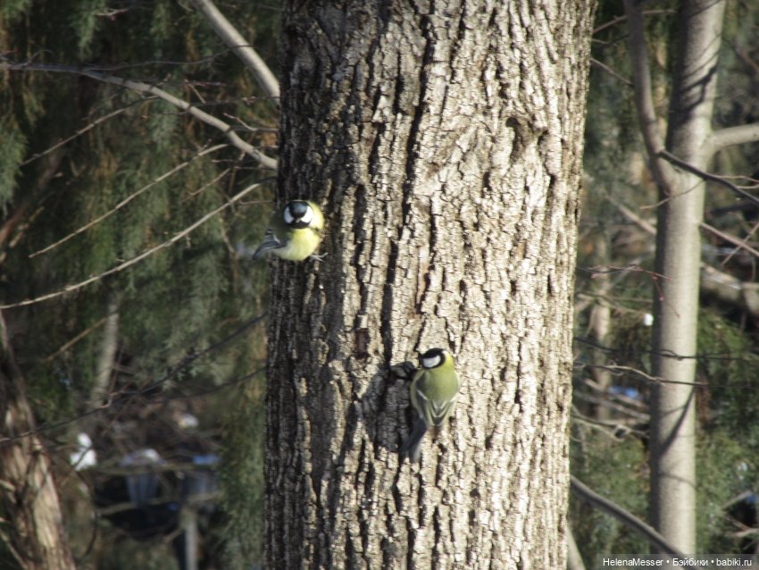 Если очень хочется подснежников, или Как Моррисы подружились с людьми (фото 3)